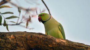 Un loro declara ante Policía india y se queda sin casa por insultar a mujer