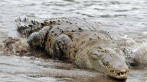 Científico español halla evolución genética de tronco a cola de animales