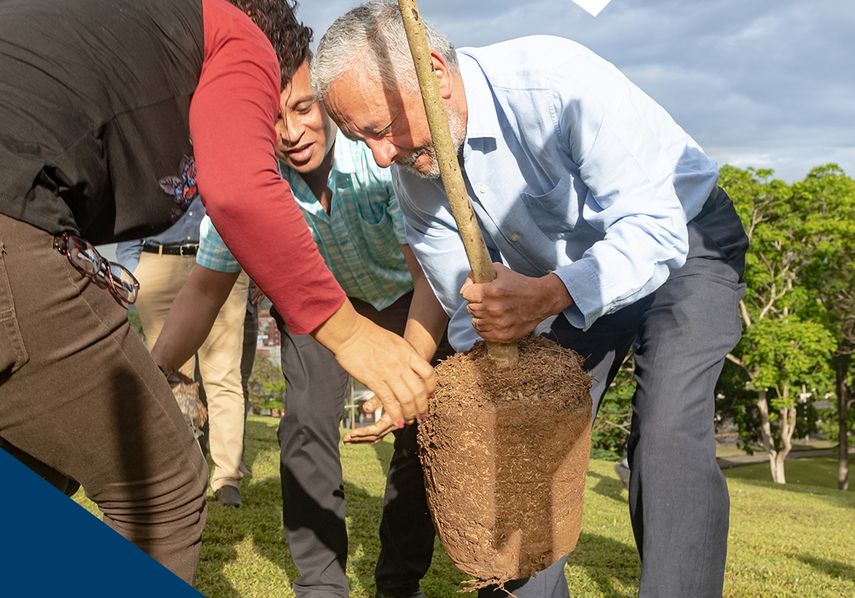 Del total de hectáreas reforestadas