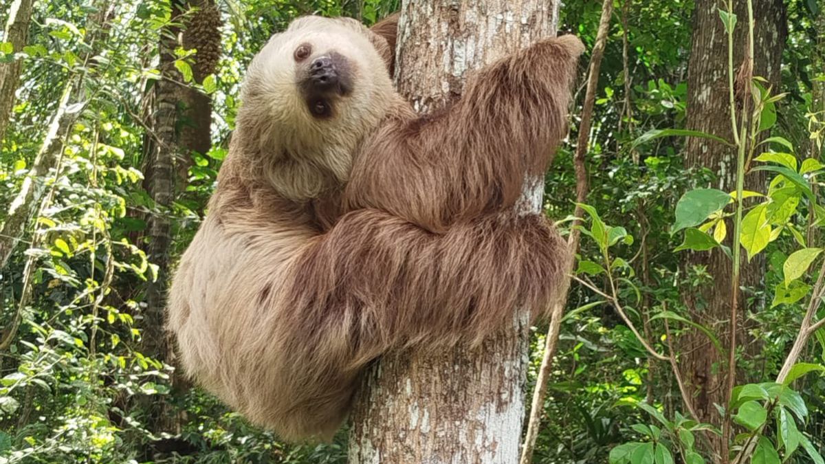 Un perezoso de dos dedos fue rescatado por personal de MiAmbiente. Un perezoso de dos dedos fue rescatado por personal de MiAmbiente.