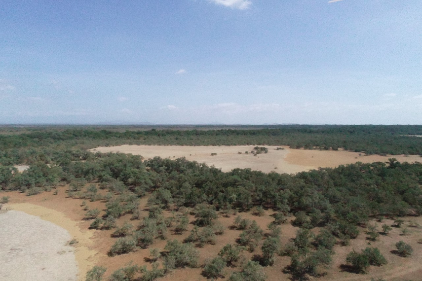 Extracción de mangle en Aguadulce: ¿Qué es y porque Mi Ambiente lo investiga?