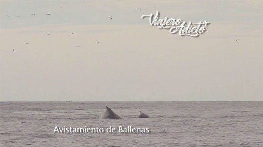 Disfrutando del avistamiento de ballenas en Panamá