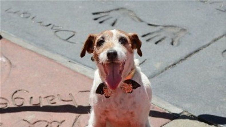 Perrito Uggie de El Artista estampó sus patas en Hollywood