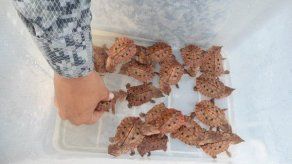Devuelven a su hábitat 449 tortugas incautadas en Amazonía de Colombia