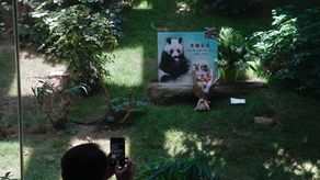 Ocean Park lloró a An An como un miembro de la familia que creció con el parque y creó vínculos con los lugareños y los turistas.