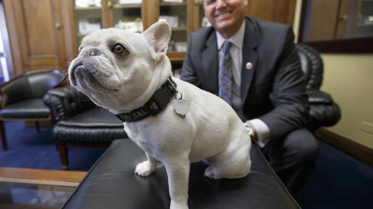 se permiten perros en los trenes de amtrak