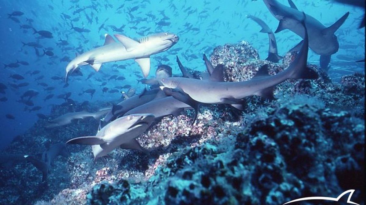 Tiburones con cocaína: el impactante hallazgo en Bahamas