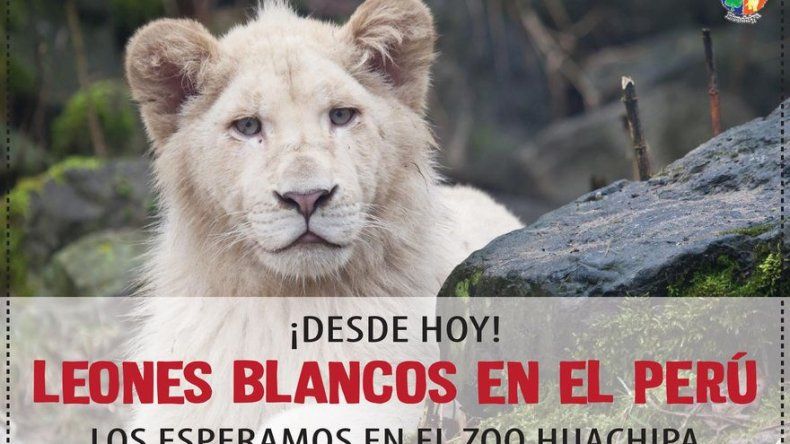 Un zoológico de Perú exhibe dos leones blancos nacidos en México