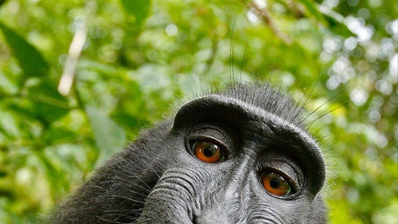 Disputa entre fotógrafo y Wikimedia por selfie tomada por un mono