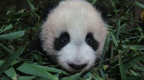 Madrid presenta en sociedad a su quinta cría de oso panda