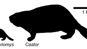 Hallan fósiles de especie castor antes desconocido