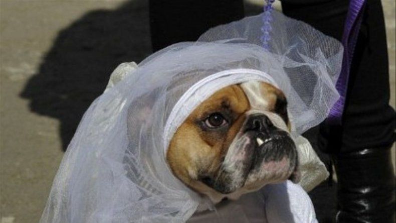 Animales Curiosos en el 2011