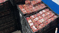 Aduanas investiga segundo caso de contrabando de fresas Aduanas investiga segundo caso de contrabando de fresas