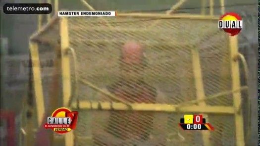 Calle 7 Panamá - Hamster endemoniado rojos