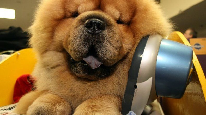 Italia cierra un circo que exhibía perros Chow Chow camuflados de osos panda