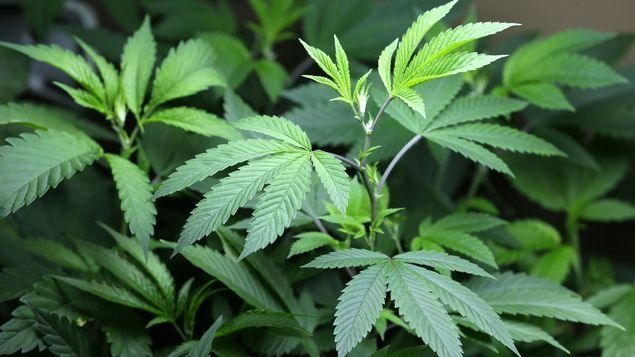 Jamaica: Plantan primeras semillas legales marihuana