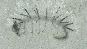 Un fósil revela detalles de un enigmático gusano de 508 millones de años