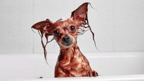 Mantén aseada a tu mascota con estos simples tips
