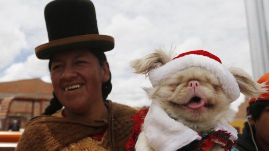 Los canes participan de festejos navideños en Bolivia