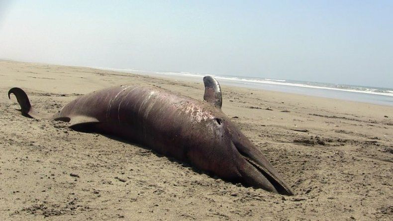 Más de 500 animales marinos mueren por cuadros tóxicos en el norte del Perú