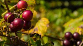 Aceite de pepitas de uva muscadine ayuda a reducir la obesidad