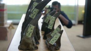 Incautados 18 cuernos de rinoceronte africano en Malasia