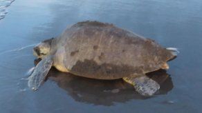Tomada de MiAmbiente
