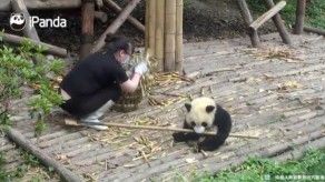 Curioso cachorro de Panda juega durante limpieza en reserva de China