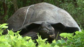 Descubren nueva especie de tortuga gigante en Galápagos