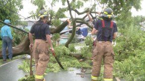 Alcaldía realiza inventario para conocer condiciones de árboles en la Capital