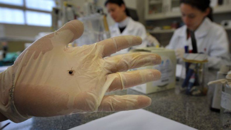 Picadura de garrapata puede ocasionar alergia a carne