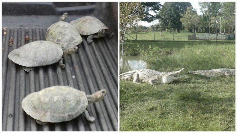 Nacieron 1.975 crías de dos especies en vías extinción en Colombia desde 2015