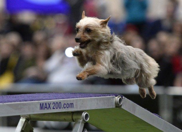 Perros muestran sus habilidades en concurso