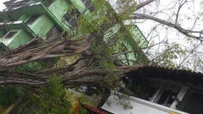 Presidente Martinelli ironiza sobre árbol que cayó en sede del Panameñismo