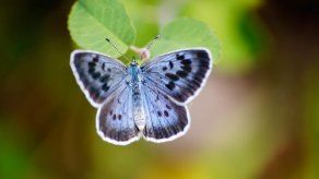 Británico culpable de matar a mariposas protegidas elude la cárcel