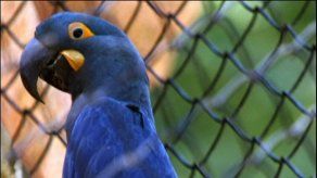 Justicia costarricense da respiro a los guacamayos lapas