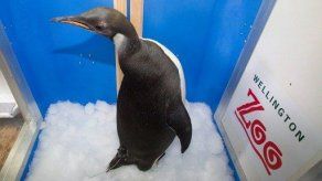Pingüinos emperador en Antártida son más del doble de lo estimado