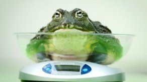 Pesaje anual del Zoológico de Londres