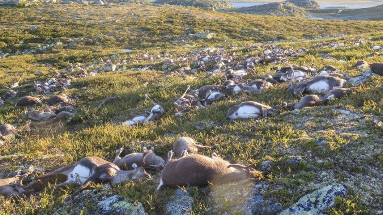 Rayos matan más de 300 renos en Noruega