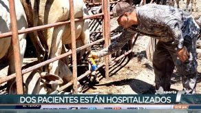 Panamá reporta 8 casos de gusano barrenador del ganado en humanos