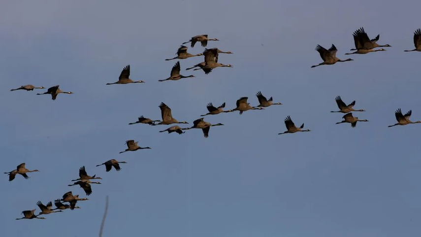Aeropuerto de Tocumen alerta sobre el retorno anual de aves&nbsp;