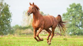 Cuanto más grande el animal