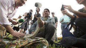 Al menos 50 pitones atrapadas en polémico concurso organizado en Florida