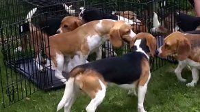 Perritos de laboratorio son liberados