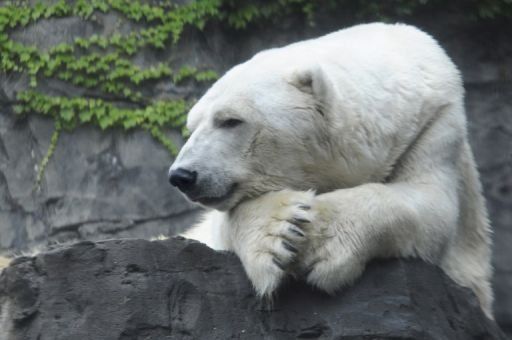 Muere oso polar mascota del zoológico de Central Park en Nueva York