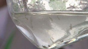 Realizan el lanzamiento del proyecto Panamá sin Dengue