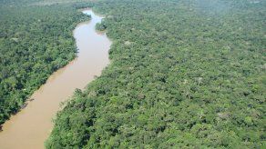Lanzan campaña por la que se plantarán 100,000 árboles de especies autóctonas en cuatro provincias de la Amazonía de Ecuador.