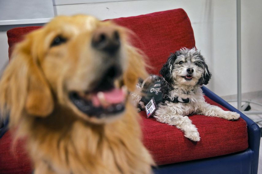 El Meduca busca fomentar la conciencia ciudadana sobre el amor y el cuidado de los animales.