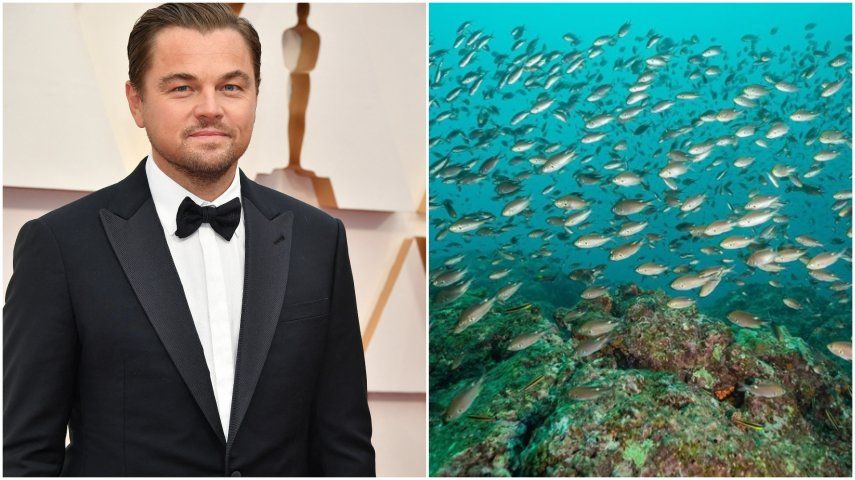 Leonado DiCaprio resalta logro de Panamá sobre la protección de su espacio marino