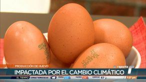 Aumento de temperaturas está afectando la producción de huevos de gallina